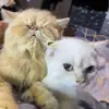 Karina - @karinahelms0 - TikTok