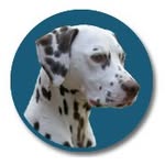 Holmankarin Dalmatiankoirat - @holmankarin - Instagram