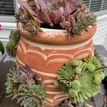 Karin Inkoff-Holman - @kleenie56 - Instagram