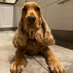 Karin Jensen - @bellarosecockerspaniel_ - Instagram