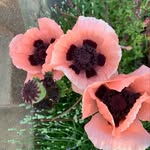 Karin Lindberg - @mammasrecept - Instagram