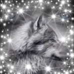 Karin Linke - Facebook