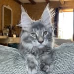 Karin Lorenz - @storm_maine_coon_cuteness - Instagram