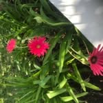 Karin Madison - @cloverleafkid5 - Instagram
