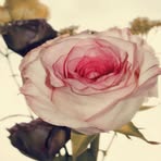 Karin Markel - Facebook