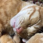 Kishida - @karin.master - Instagram