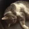 Karina Nemeth596 - @karinanemeth - TikTok