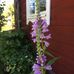 Karin Roos - Facebook
