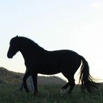 Karin Rupprecht 🐴 ganzheitliche-Pferdegymnastik - @karinrupprecht79 - Instagram