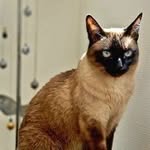 Karin Haberer-Unger - @karinundtheathesiamcat - Instagram