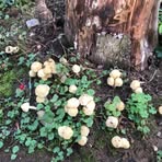 Karin Vaughn - Facebook