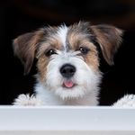 Karin Vogt - @tail_wagging_dogs - Instagram