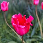 Karin Walsh - @kwalsh9317 - Instagram