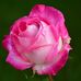 Karin Weber - Facebook