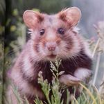 Karin Weiss - @knittinginparadise - Instagram