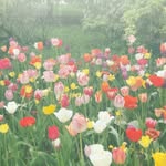 花梨 - @karin_will__ - Instagram