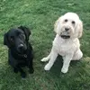 karinwill - @cubbella - TikTok
