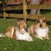 Karin Wolfe - Facebook