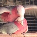 Camila Karen Karina bird farm - @globalaviarybreeders - Instagram