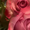 Karina Garza - @karina.garza3 - TikTok
