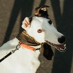 ᏦᎯᏒᎨᏁᎯ - @karina_greyhound - Instagram