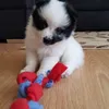 Karina Wolff - @karinycat - TikTok