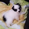 Karina wolff  - @catykarina - TikTok