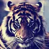 karl august402 - @karlaugust8 - TikTok