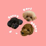@karl.berry.abbey_ - Instagram