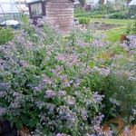 Karl berry - @karls_allotment_garden - Instagram
