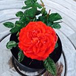 karl Berry - @lingyanyao2006 - Instagram
