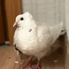 Карл🐦 - @karl_bird - TikTok