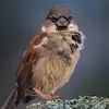 Karlbird - @karlbirdy - TikTok