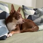 Carlo - @karl.bobo.official - Instagram
