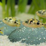 Karl Bollinger - @fish_manx3000 - Instagram
