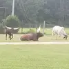 Karl_Vick - @karl_vick - TikTok