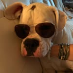 Karl baby - @karl_boxerbaby - Instagram