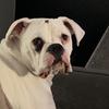 Karl - @karlboxer - TikTok