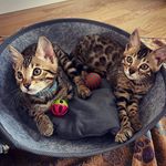 Bruno & Karl - @bruno_karl_bengal - Instagram