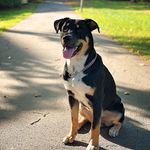 Bruno u. Karl - @bruno.karl_the_rotties - Instagram