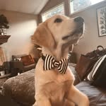 Carl on the Couch - @carl_on_the_couch - Instagram