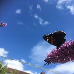 Karl Doherty - @zebdoc - Instagram