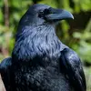 Karl Eagle - @eaglegetshoes - TikTok