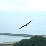 Karl Eagle - Facebook