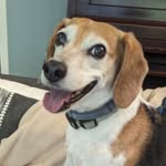 @karlbarxbeagle - Instagram