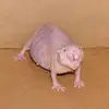 Rats🥺 - @karleearleytherats - TikTok