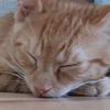 Karlfield 🐱🐾 - @x.karlfields.welt.x - TikTok