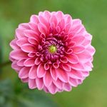 Karl Reider - @karl_flowers__ - Instagram