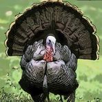 Karl Skip Glander - Facebook