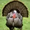 karlglander6 - @karlglander6 - TikTok